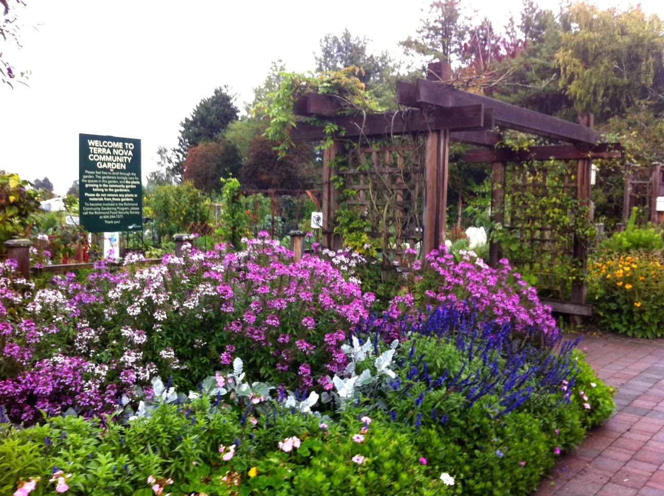 A large purple flower is in a garden